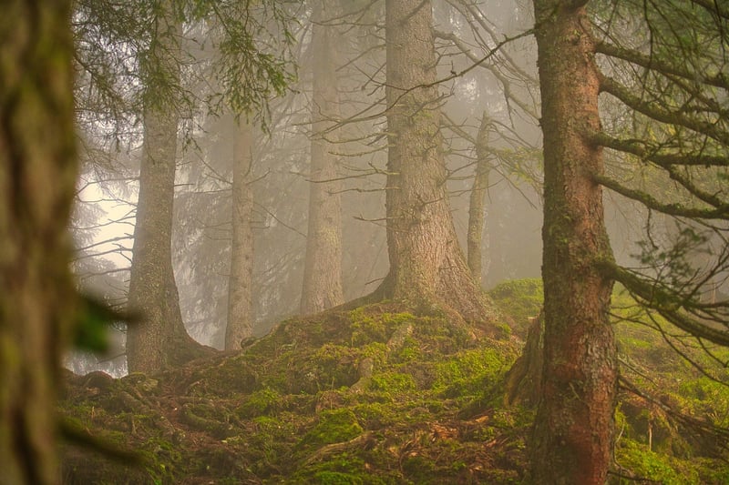 Foggy Forest