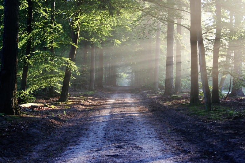 Forest Whispers